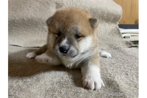 成約済の滋賀県の柴犬-296813の8枚目