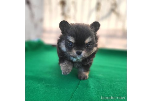 成約済の茨城県のポメチワ:ポメラニアン×チワワ-292214の4枚目