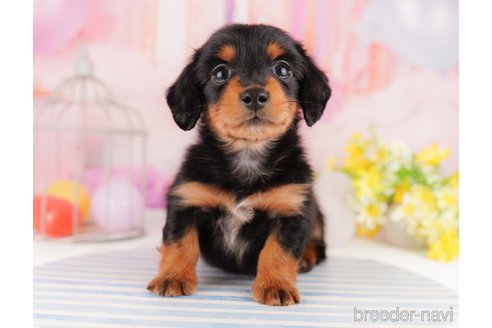 成約済の東京都のミニチュアダックスフンド(ロングヘアード)-296891の5枚目