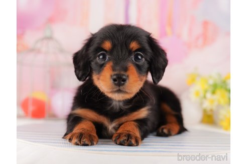 成約済の東京都のミニチュアダックスフンド(ロングヘアード)-296891の1枚目