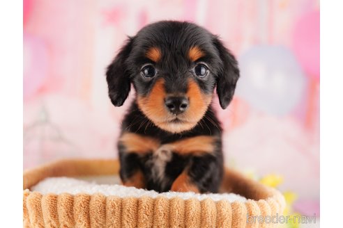 成約済の東京都のミニチュアダックスフンド(ロングヘアード)-296891の6枚目
