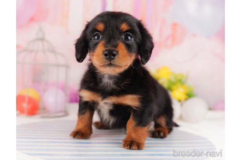 成約済の東京都のミニチュアダックスフンド(ロングヘアード)-296891の3枚目