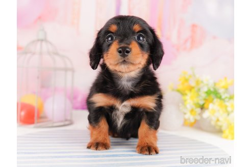 成約済の東京都のミニチュアダックスフンド(ロングヘアード)-296891の4枚目