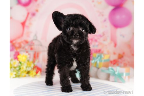 成約済の東京都のチワプー:チワワ×トイプードル-296892の4枚目