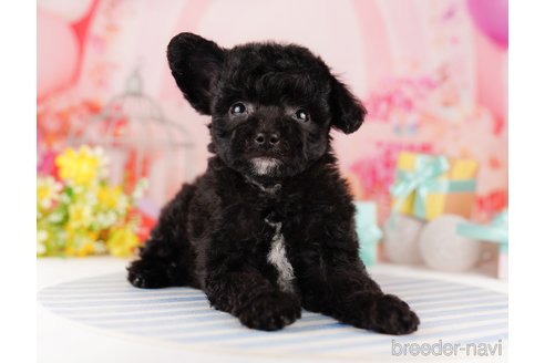 成約済の東京都のチワプー:チワワ×トイプードル-296892の5枚目