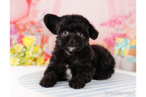 成約済の東京都のチワプー:チワワ×トイプードル-296892の6枚目