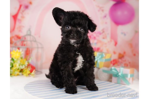 成約済の東京都のチワプー:チワワ×トイプードル-296892の3枚目