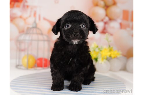 成約済の東京都のチワプー:チワワ×トイプードル-296893の2枚目