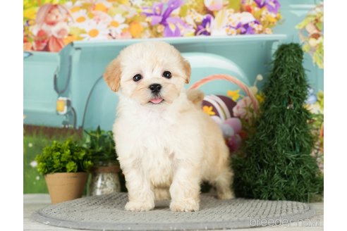 成約済の千葉県のマルプー:マルチーズ×トイプードル-296916の2枚目