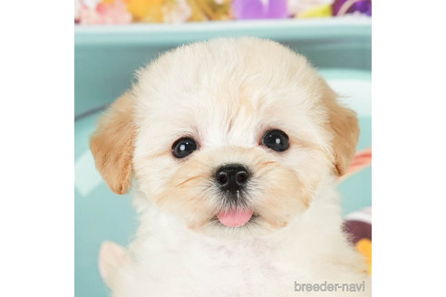 成約済の千葉県のマルプー:マルチーズ×トイプードル-296916の4枚目