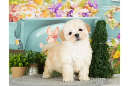 成約済の千葉県のマルプー:マルチーズ×トイプードル-296916の3枚目