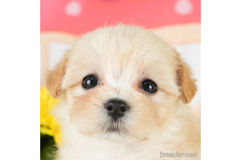 成約済の千葉県のマルプー:マルチーズ×トイプードル-296917の4枚目