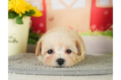 成約済の千葉県のマルプー:マルチーズ×トイプードル-296917の5枚目