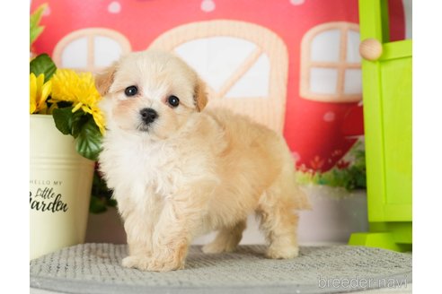 成約済の千葉県のマルプー:マルチーズ×トイプードル-296917の2枚目