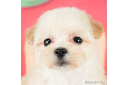 成約済の千葉県のマルプー:マルチーズ×トイプードル-296920