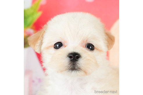 成約済の千葉県のマルプー:マルチーズ×トイプードル-296920の2枚目