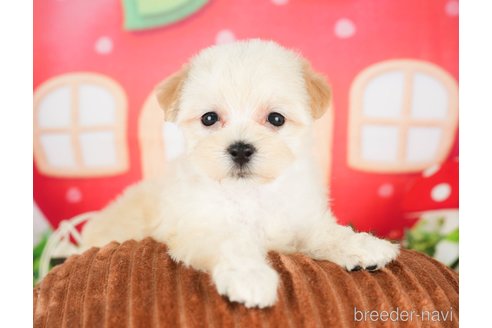 成約済の千葉県のマルプー:マルチーズ×トイプードル-296920の4枚目