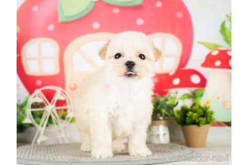 成約済の千葉県のマルプー:マルチーズ×トイプードル-296920の5枚目