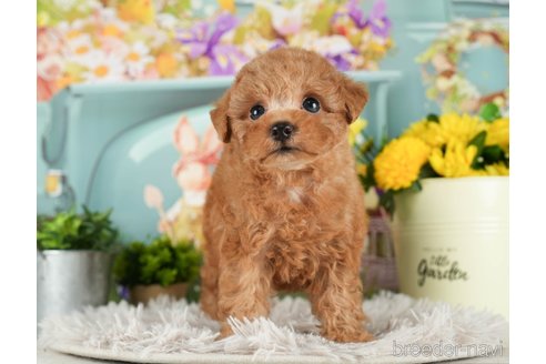 成約済の千葉県のトイプードル-296922の3枚目