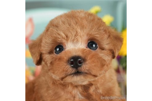 成約済の千葉県のトイプードル-296922の2枚目