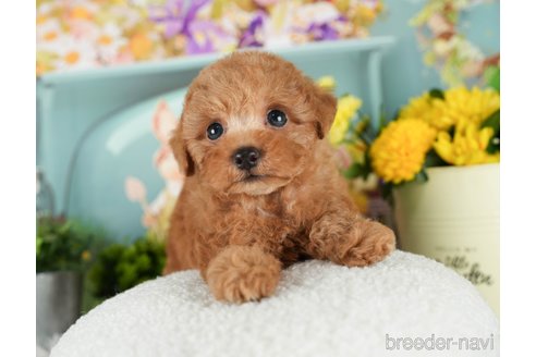 成約済の千葉県のトイプードル-296922の4枚目