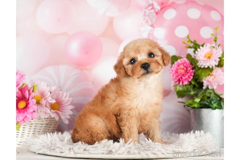 成約済の千葉県のトイプードル-296924の5枚目