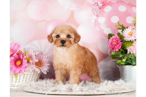 成約済の千葉県のトイプードル-296924の2枚目