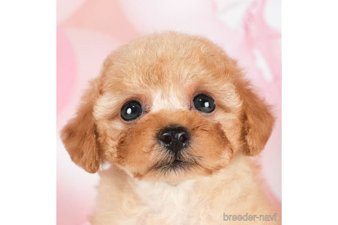 成約済の千葉県のトイプードル-296924の3枚目