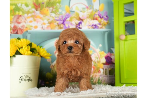 成約済の千葉県のトイプードル-296927の4枚目