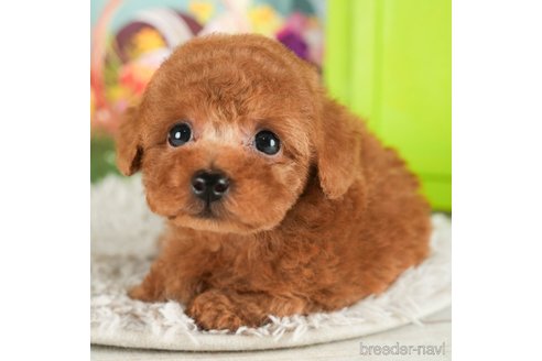 成約済の千葉県のトイプードル-296927の5枚目