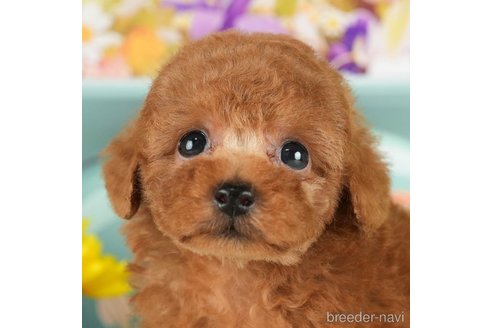 成約済の千葉県のトイプードル-296927の1枚目