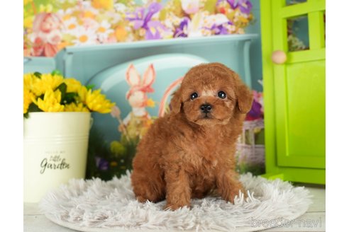 成約済の千葉県のトイプードル-296927の2枚目