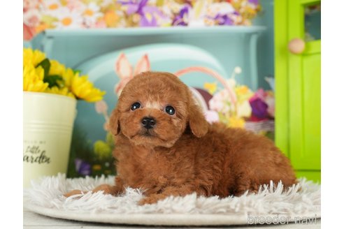 成約済の千葉県のトイプードル-296927の3枚目