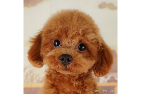 成約済の千葉県のタイニープードル-296931の1枚目