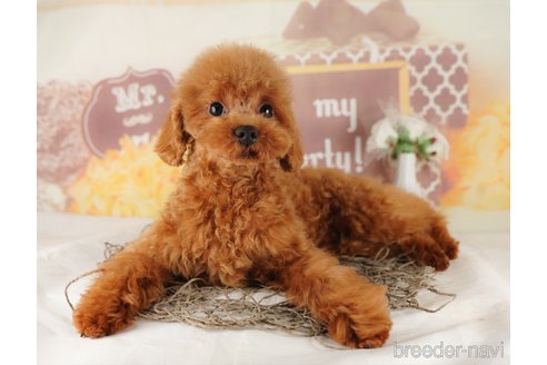 成約済の千葉県のタイニープードル-296931の9枚目