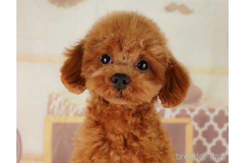 成約済の千葉県のタイニープードル-296931の10枚目