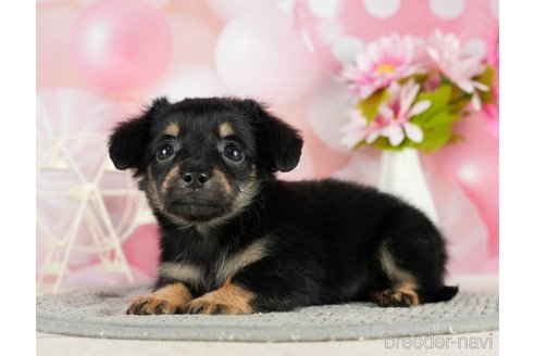 成約済の千葉県のチワックス:チワワ×ミニチュアダックスフンド-296932の2枚目