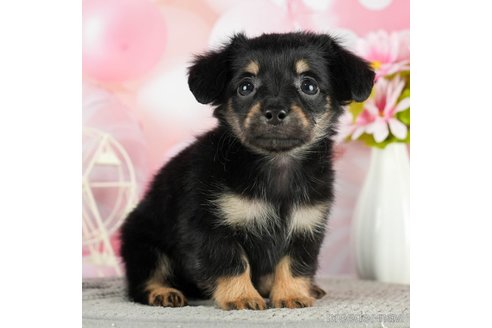 成約済の千葉県のチワックス:チワワ×ミニチュアダックスフンド-296932の3枚目