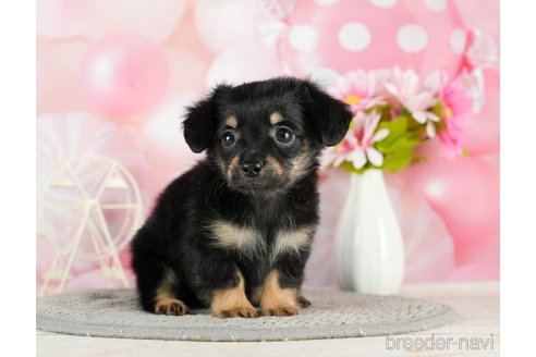 成約済の千葉県のチワックス:チワワ×ミニチュアダックスフンド-296932の4枚目