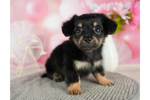 成約済の千葉県のチワックス:チワワ×ミニチュアダックスフンド-296932の5枚目