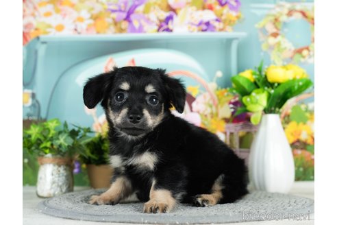 成約済の千葉県のチワックス:チワワ×ミニチュアダックスフンド-296934の4枚目