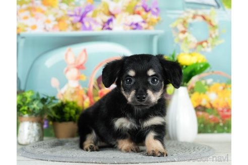 成約済の千葉県のチワックス:チワワ×ミニチュアダックスフンド-296934の5枚目