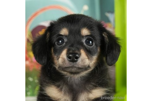 成約済の千葉県のチワックス:チワワ×ミニチュアダックスフンド-296936の5枚目