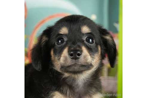 成約済の千葉県のチワックス:チワワ×ミニチュアダックスフンド-296936の1枚目