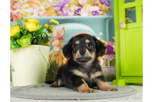 成約済の千葉県のチワックス:チワワ×ミニチュアダックスフンド-296936の2枚目