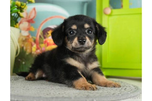 成約済の千葉県のチワックス:チワワ×ミニチュアダックスフンド-296936の3枚目