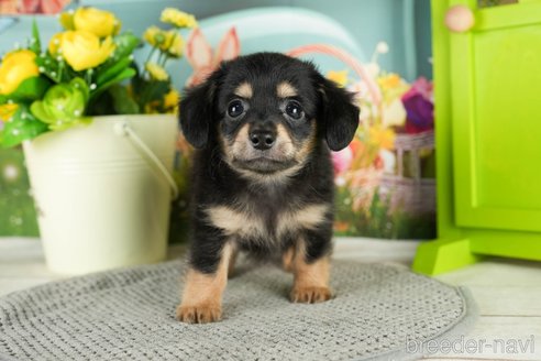 成約済の千葉県のチワックス:チワワ×ミニチュアダックスフンド-296936の4枚目