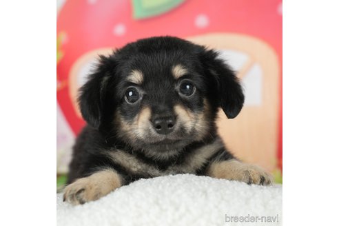 成約済の千葉県のチワックス:チワワ×ミニチュアダックスフンド-296937の1枚目