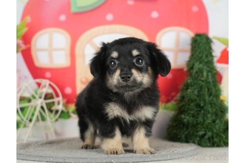 成約済の千葉県のチワックス:チワワ×ミニチュアダックスフンド-296937の3枚目