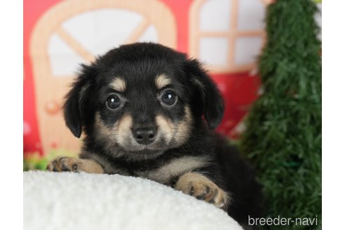 成約済の千葉県のチワックス:チワワ×ミニチュアダックスフンド-296937の2枚目